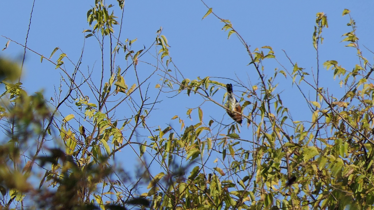 Странствующий дрозд - ML645241070