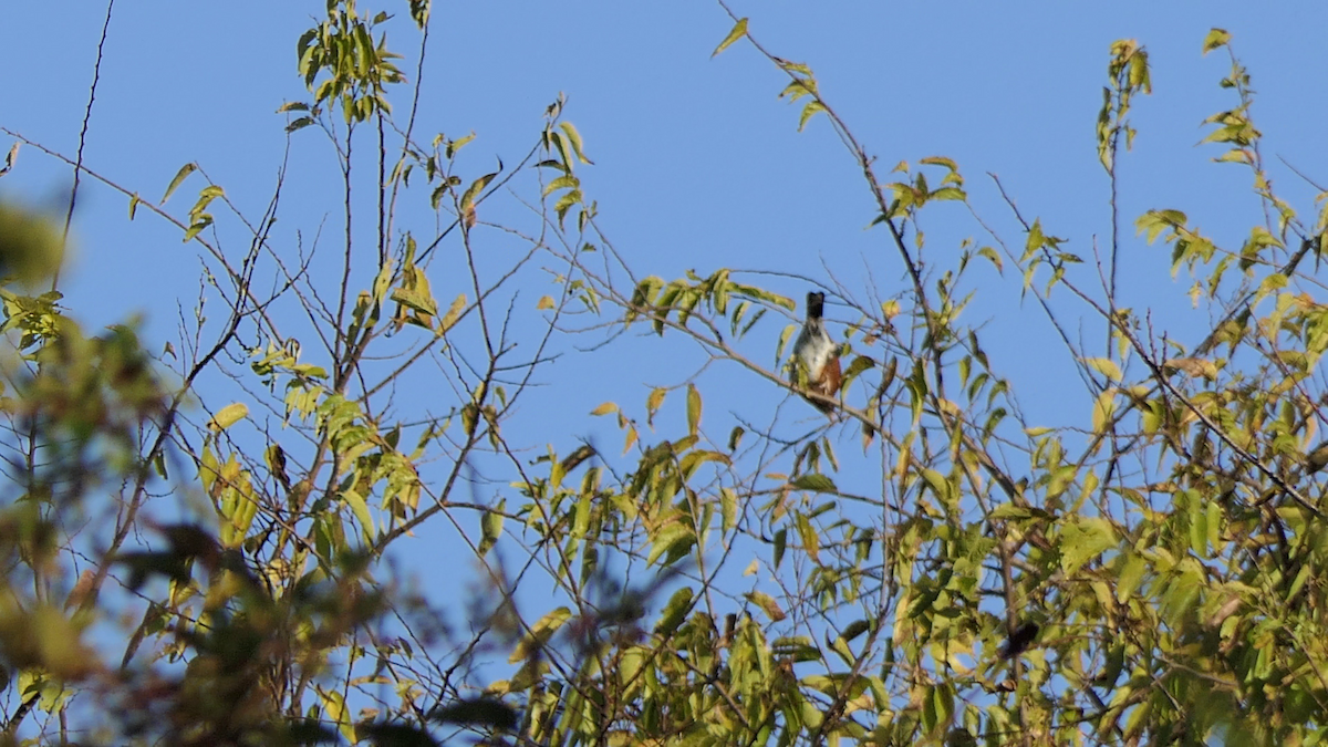 Странствующий дрозд - ML645241071