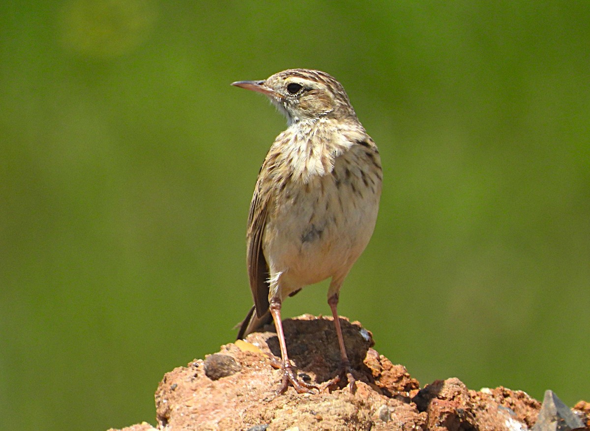Australian Pipit - ML645241083