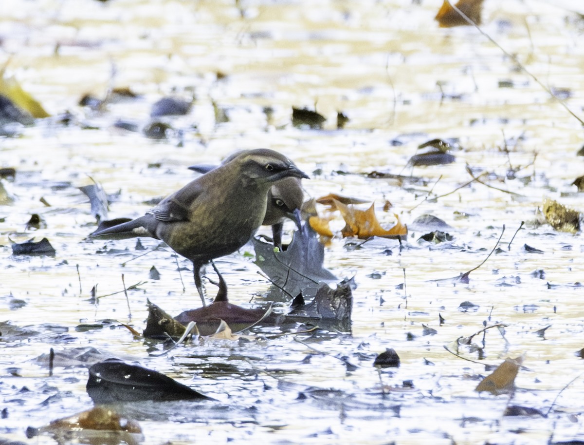 Rusty Blackbird - ML645241088