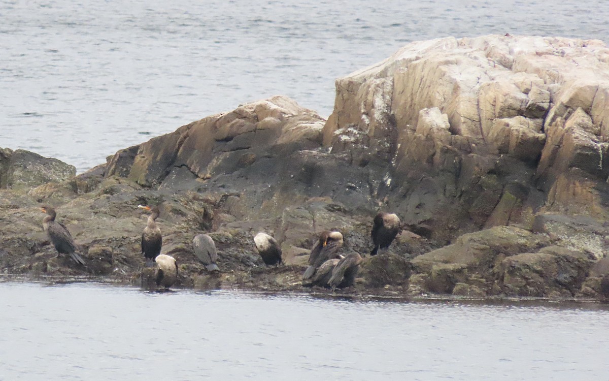 Double-crested Cormorant - ML645241096