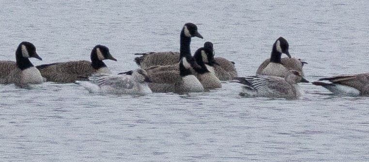 Snow Goose - ML645241106