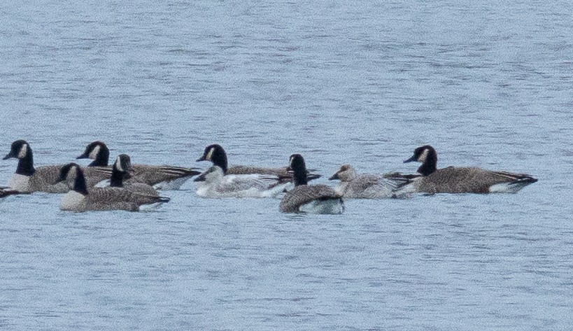 Snow Goose - ML645241107