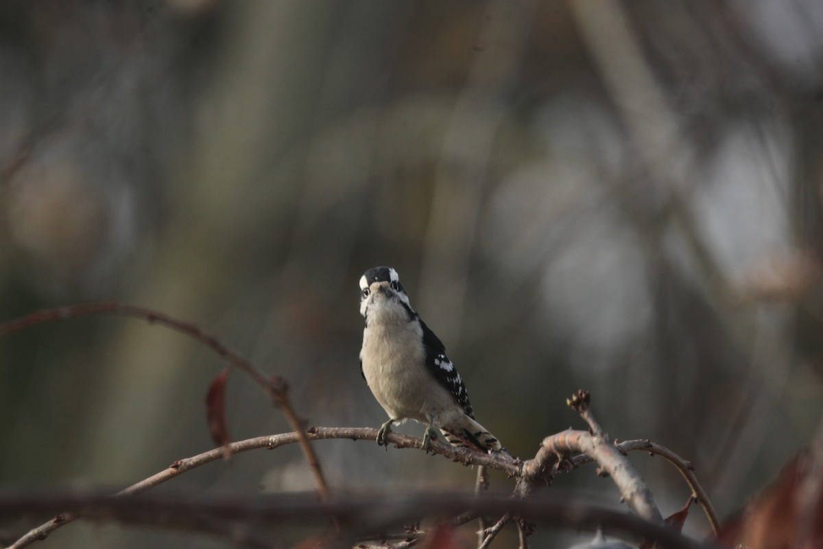 Downy Woodpecker - ML645241109