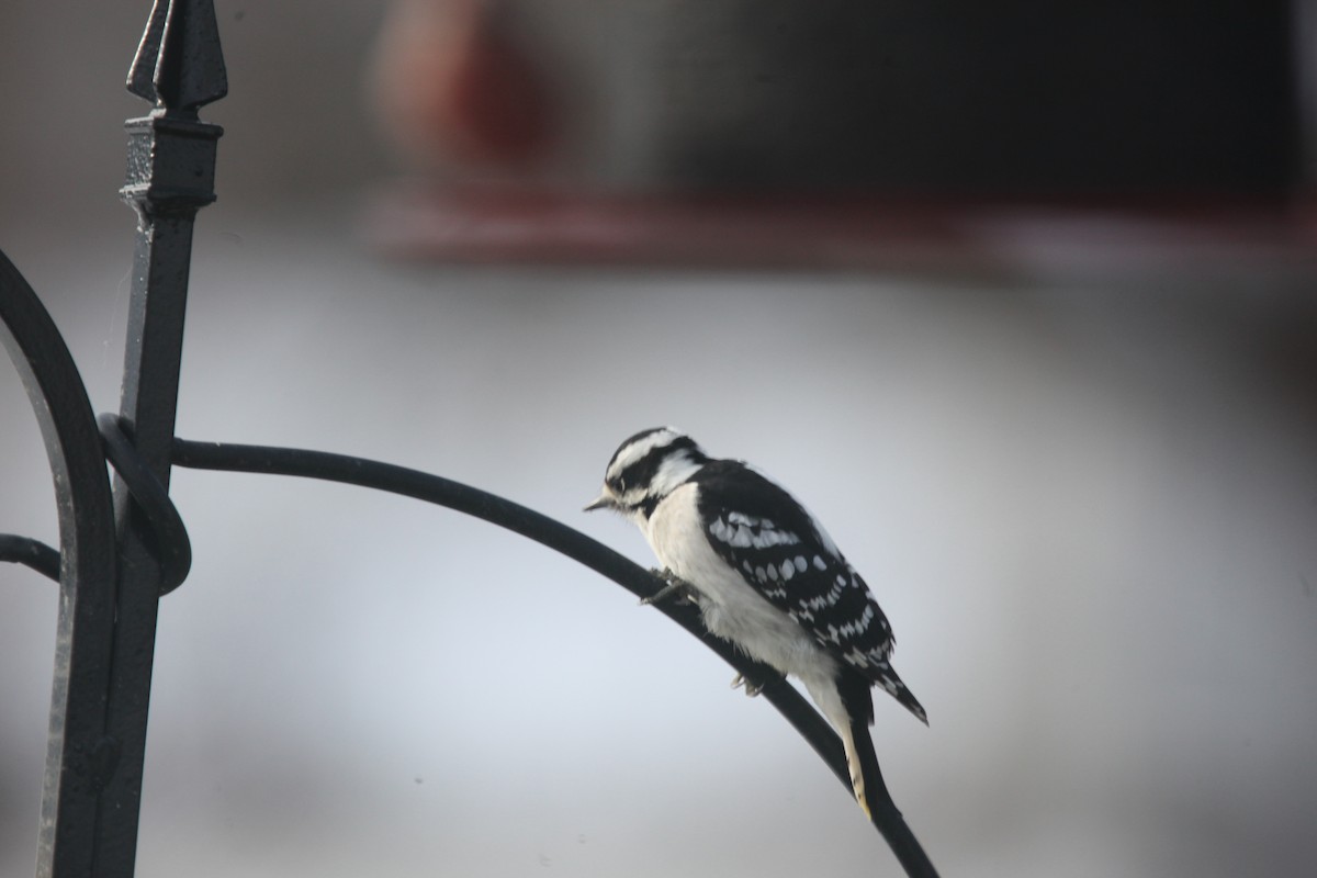 Downy Woodpecker - ML645241110