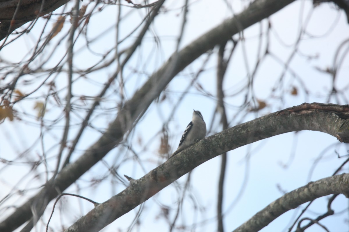 Downy Woodpecker - ML645241111