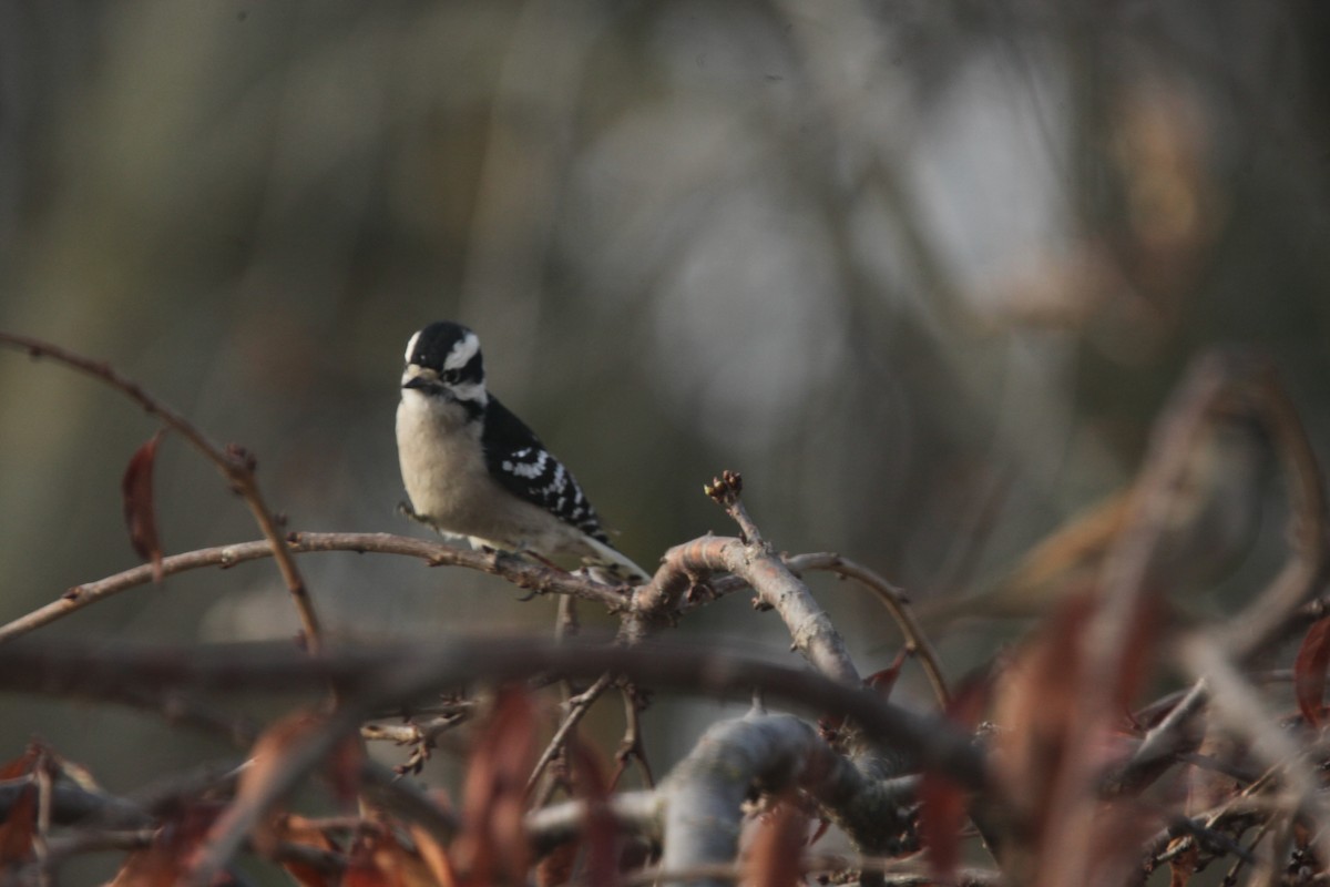 Downy Woodpecker - ML645241112