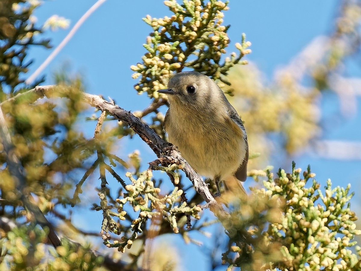 Ruby-crowned Kinglet - ML645241117