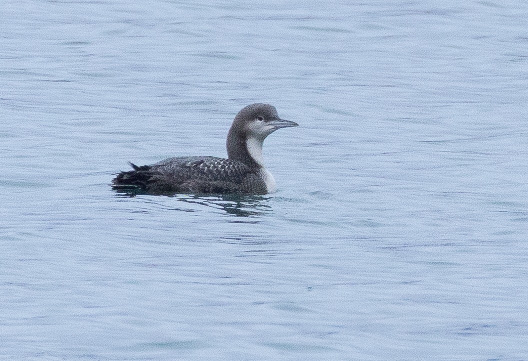 Pacific Loon - ML645241121