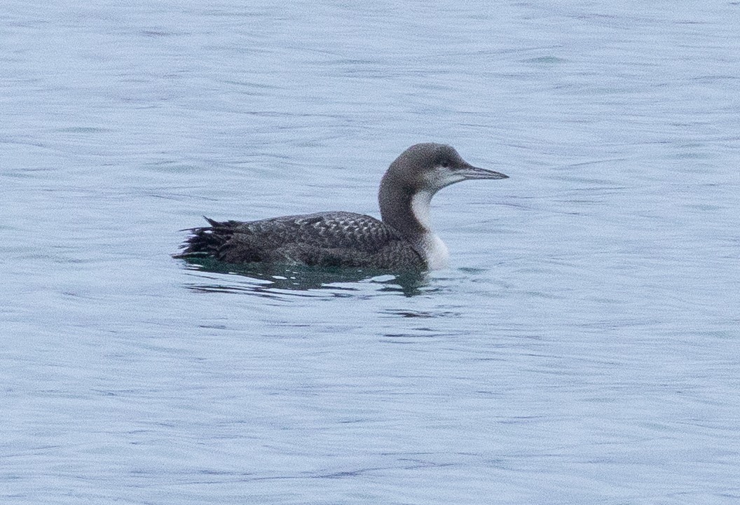 Pacific Loon - ML645241122