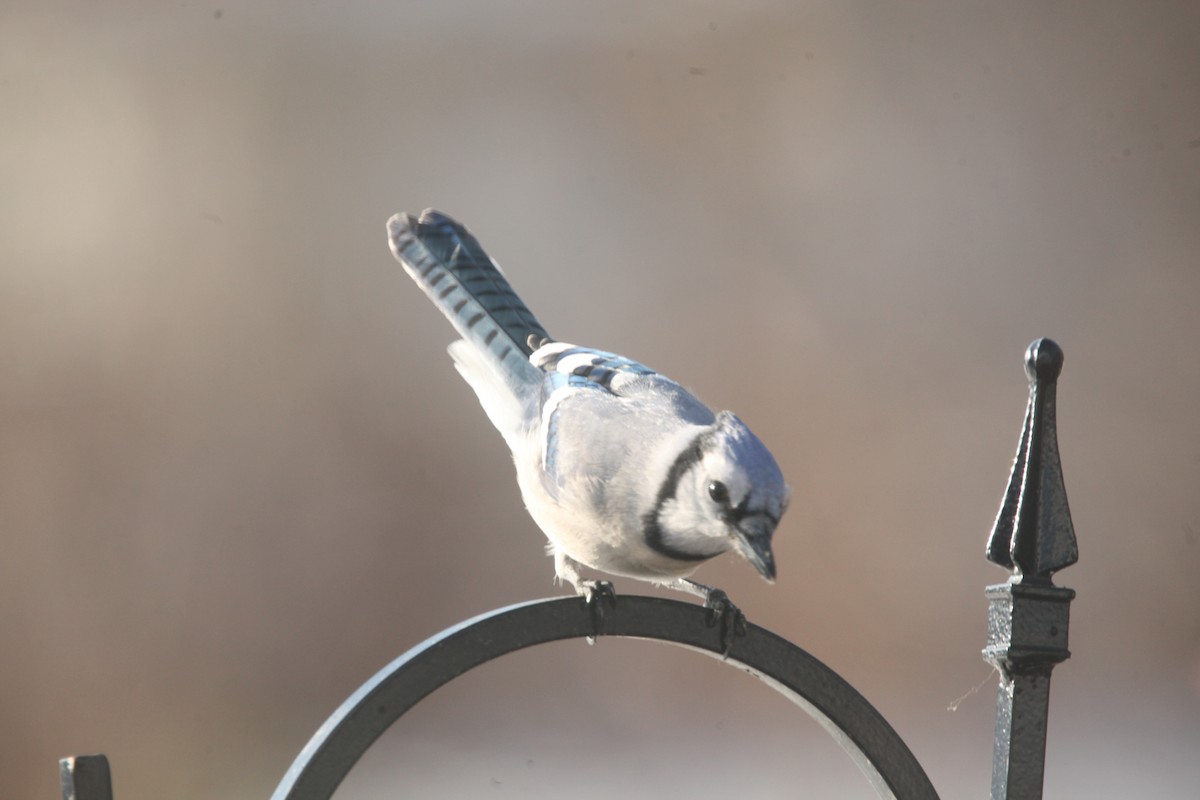 Blue Jay - ML645241162