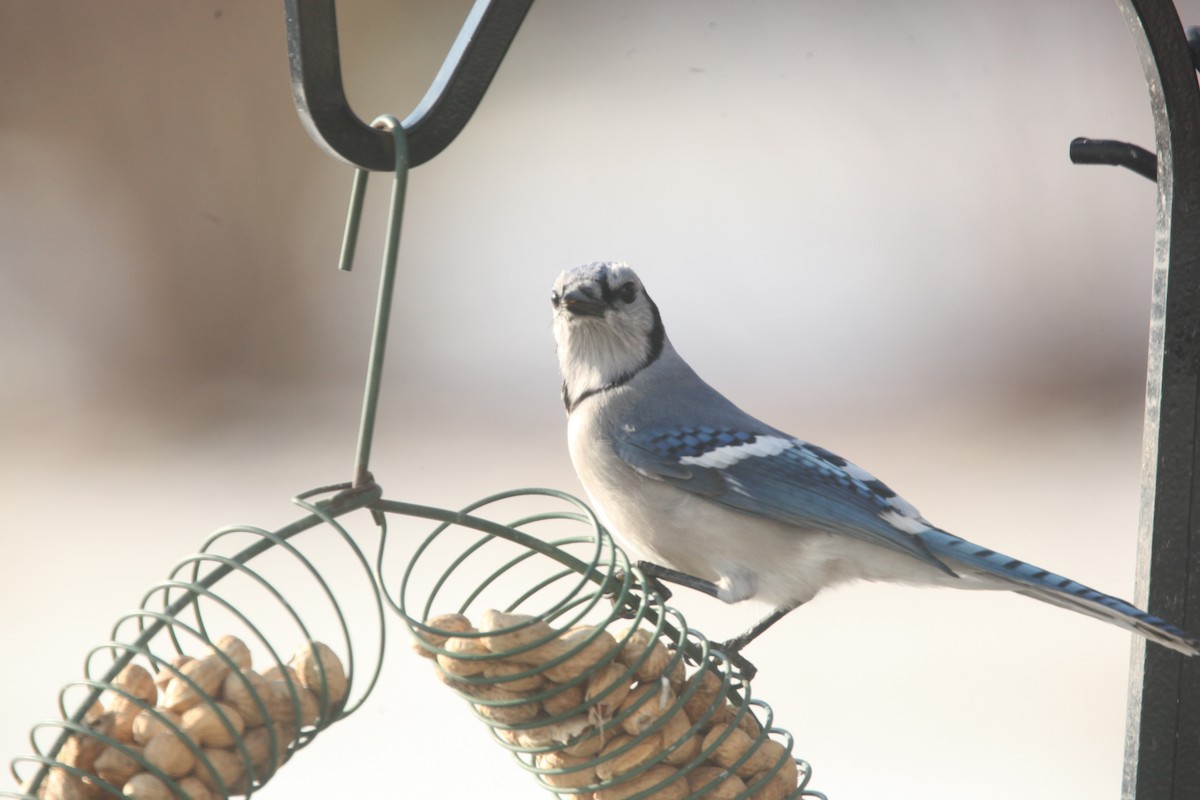 Blue Jay - ML645241163