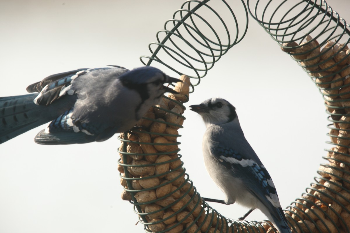 Blue Jay - ML645241164