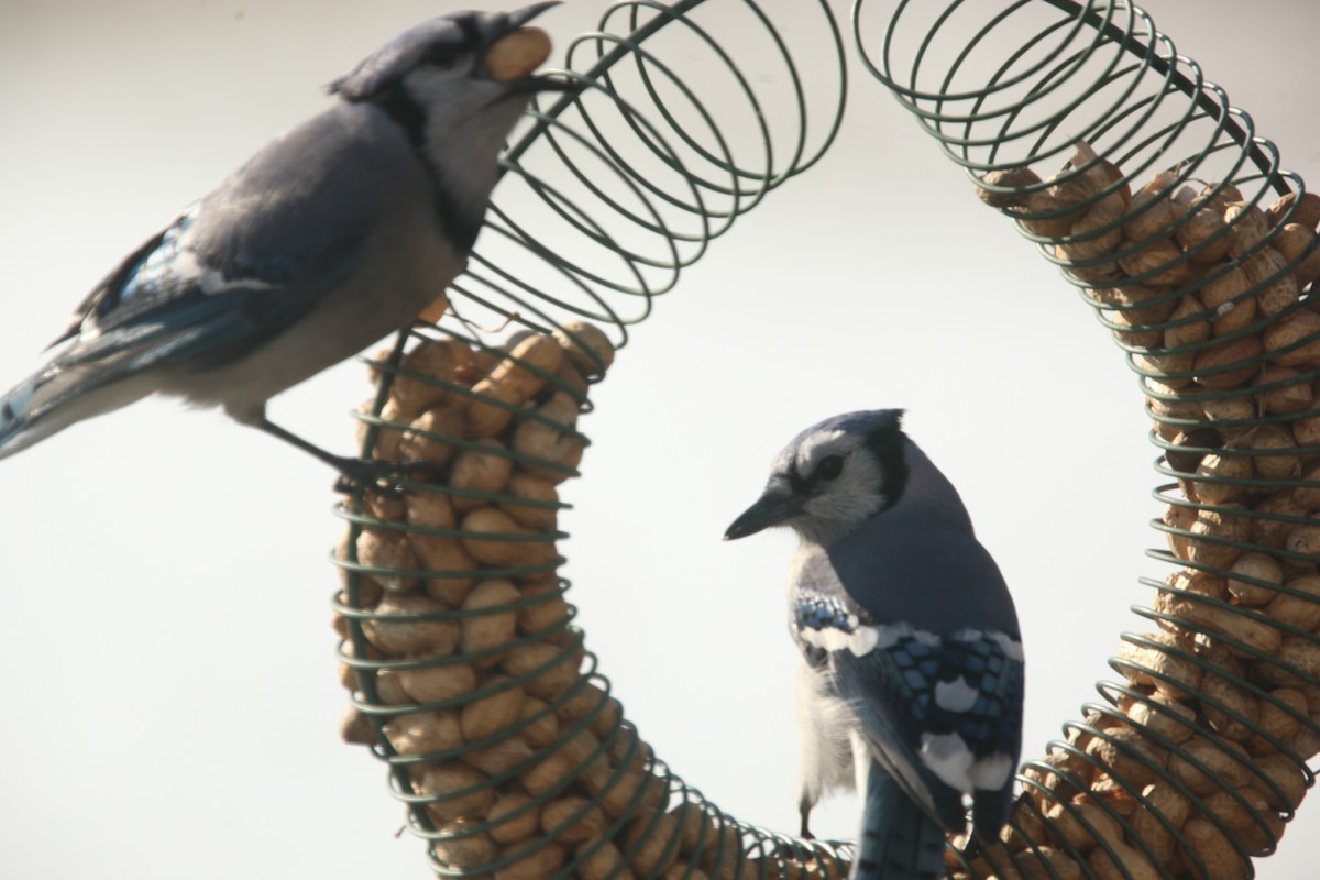 Blue Jay - ML645241165