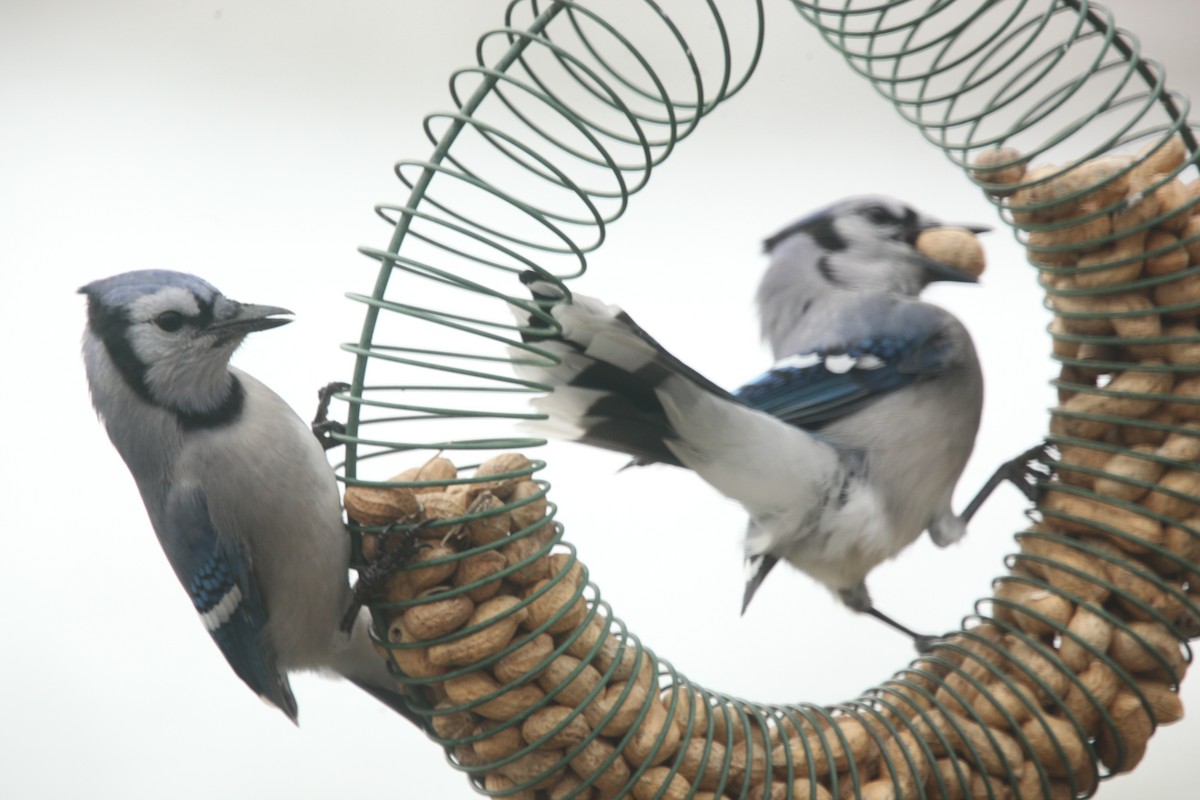 Blue Jay - ML645241166