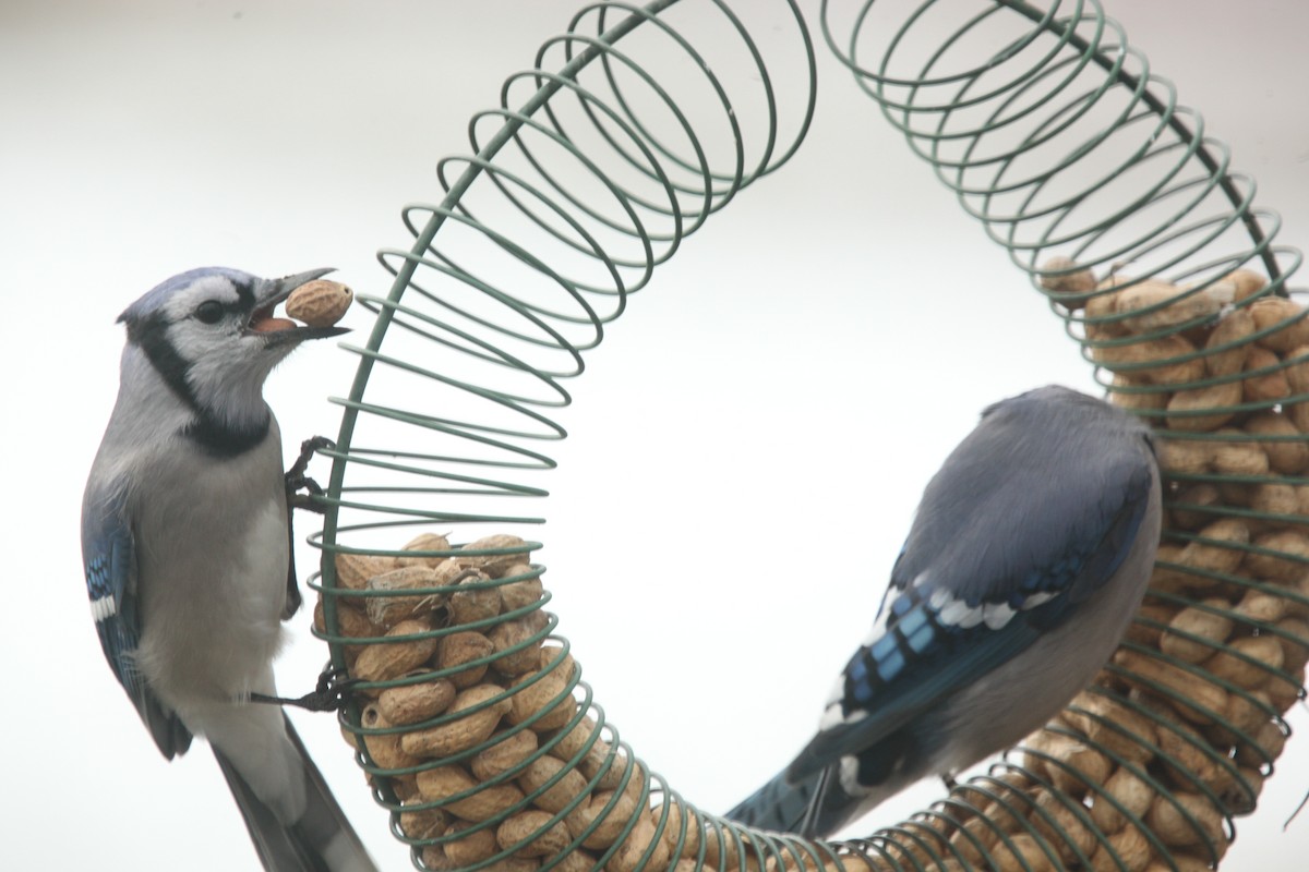 Blue Jay - ML645241167