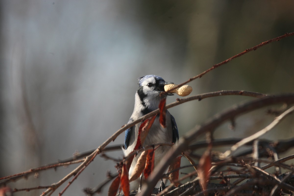 Blue Jay - ML645241168