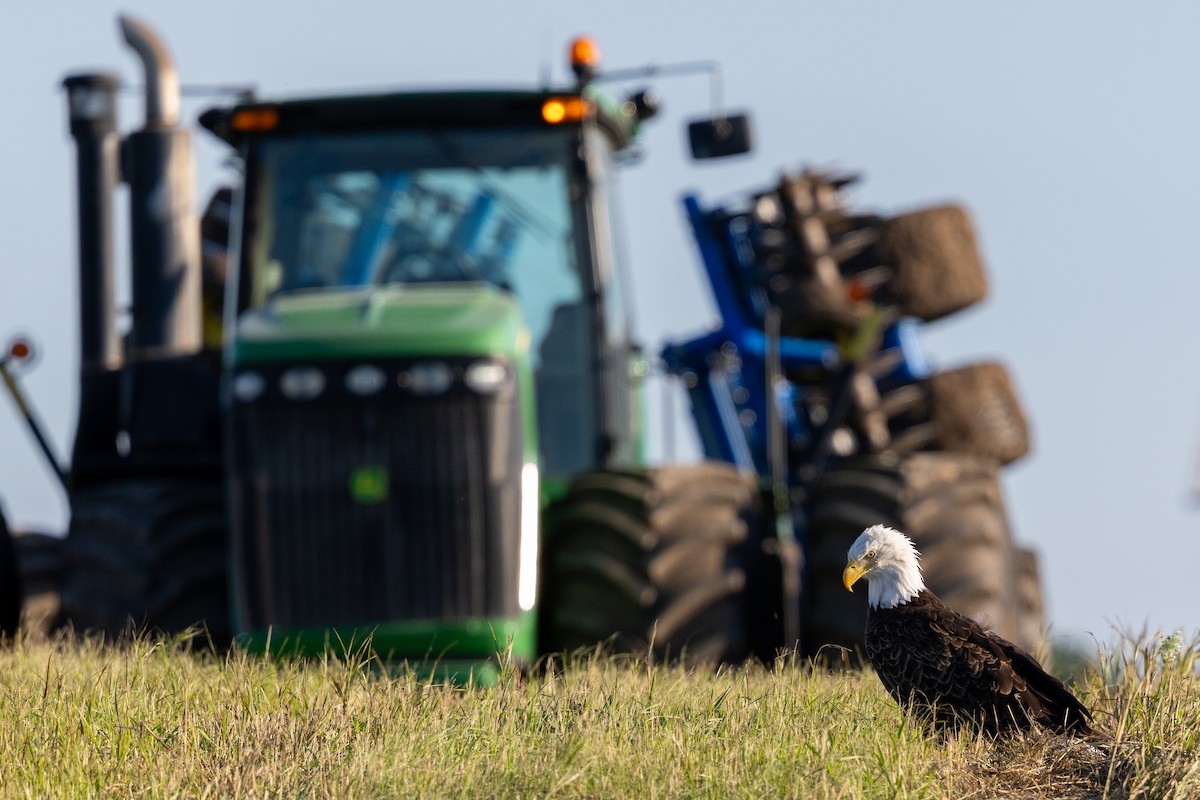 Bald Eagle - ML645241173