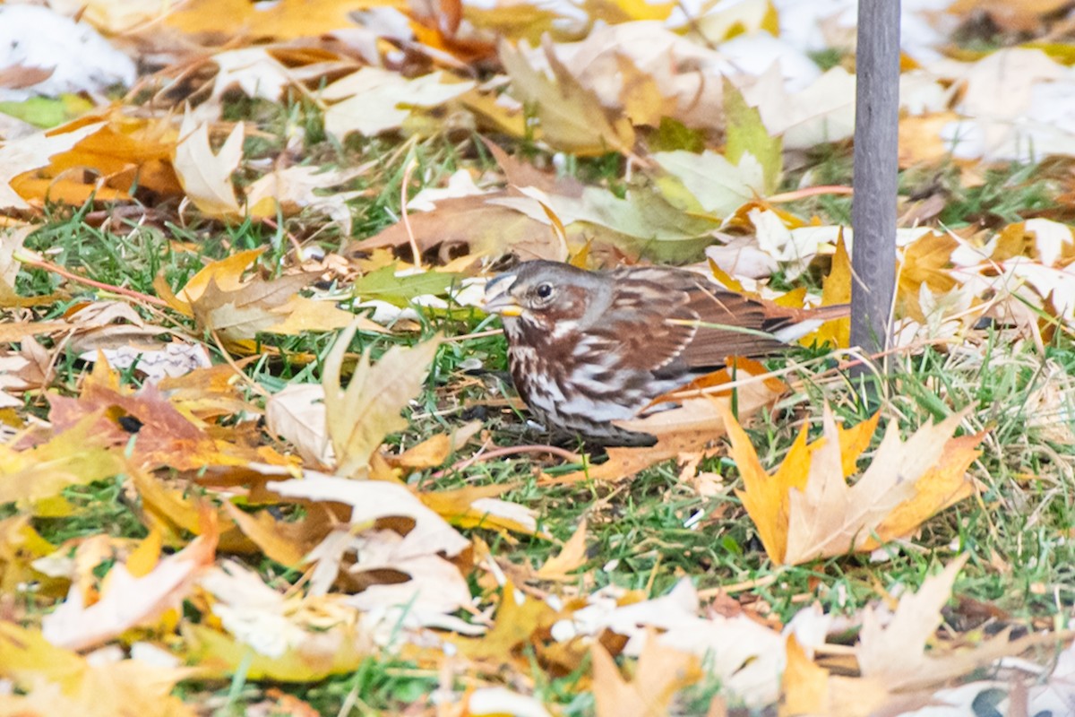 Fox Sparrow - ML645241202