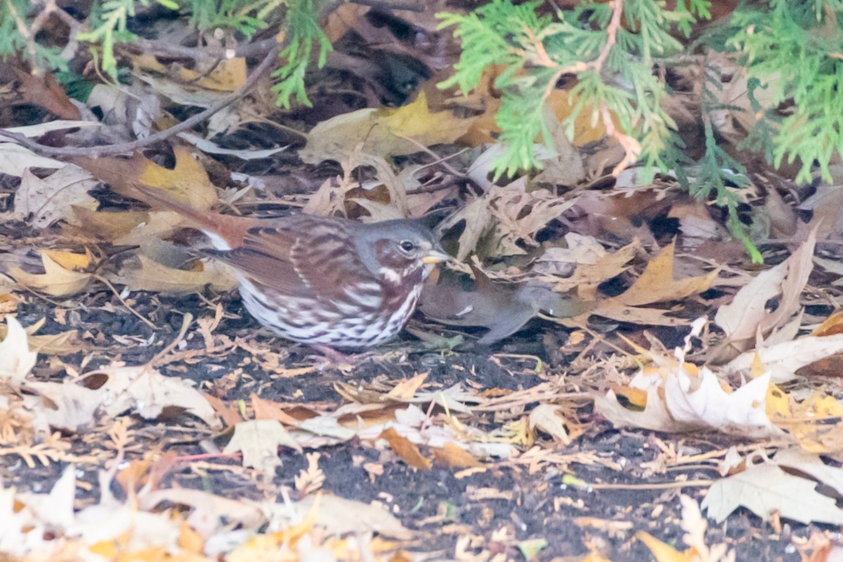 Fox Sparrow - ML645241203