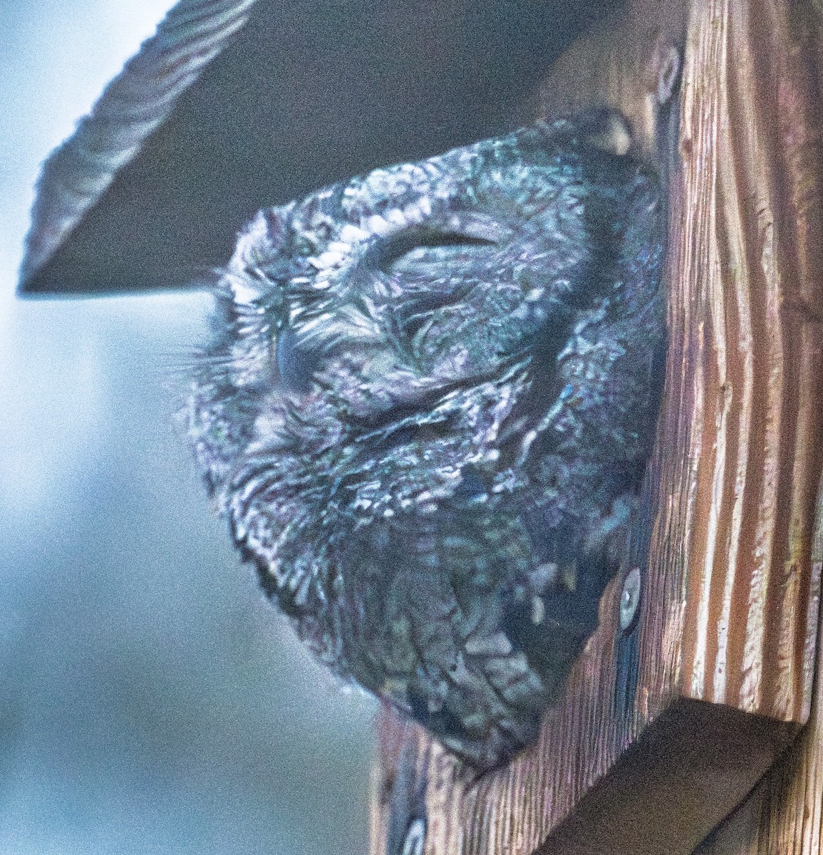 Western Screech-Owl - ML645241206