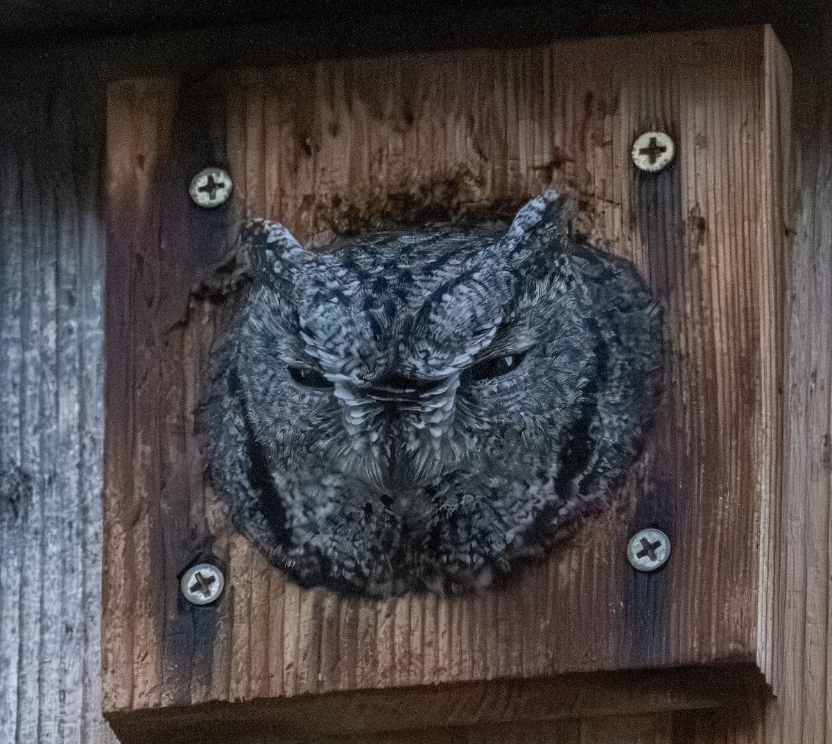 Western Screech-Owl - ML645241207
