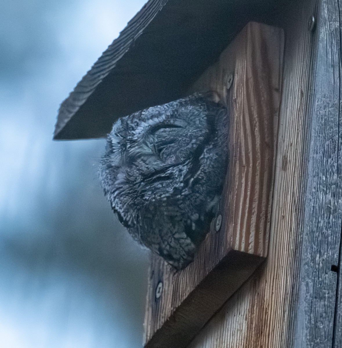 Western Screech-Owl - ML645241208