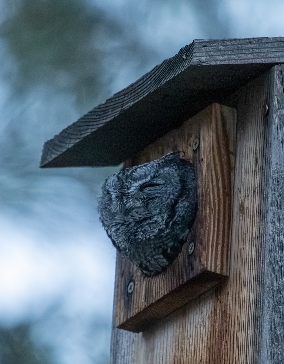 Western Screech-Owl - ML645241209