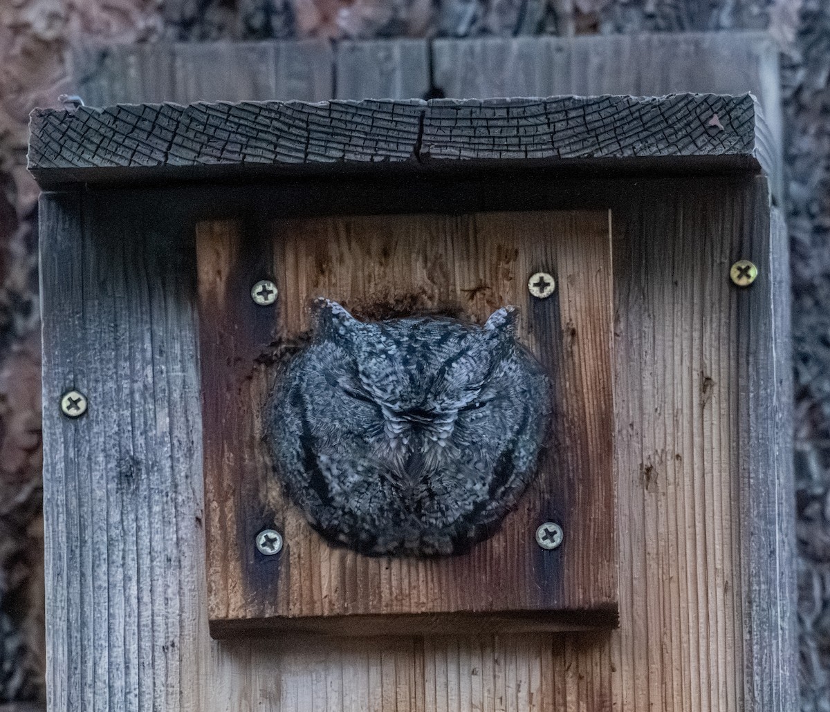 Western Screech-Owl - ML645241210