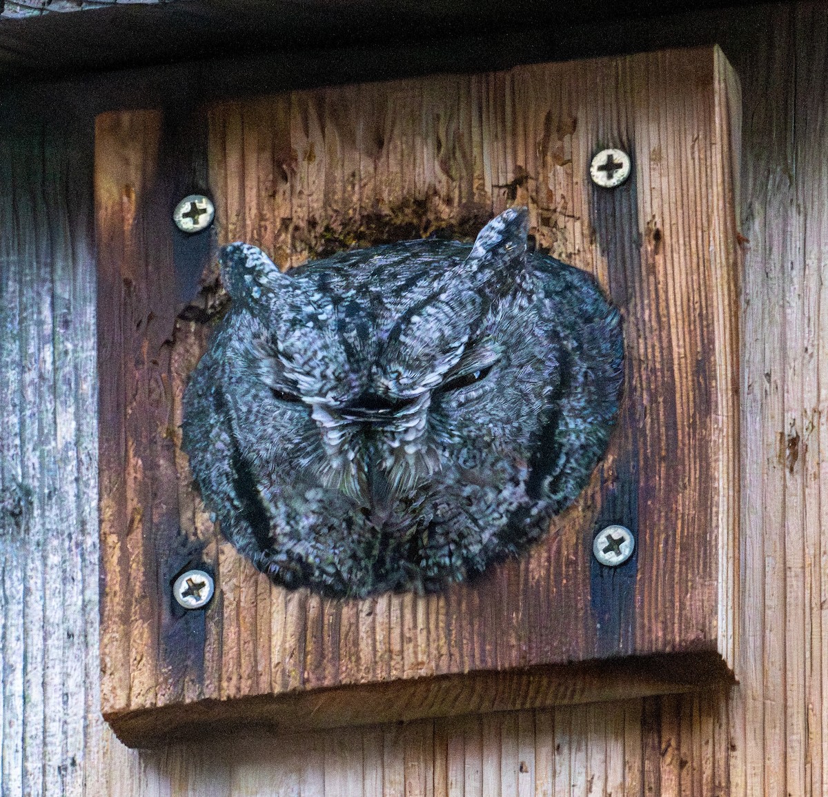 Western Screech-Owl - ML645241211