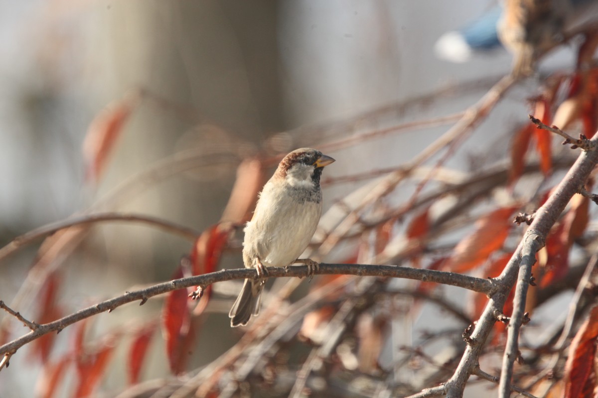 Gorrión Común - ML645241240