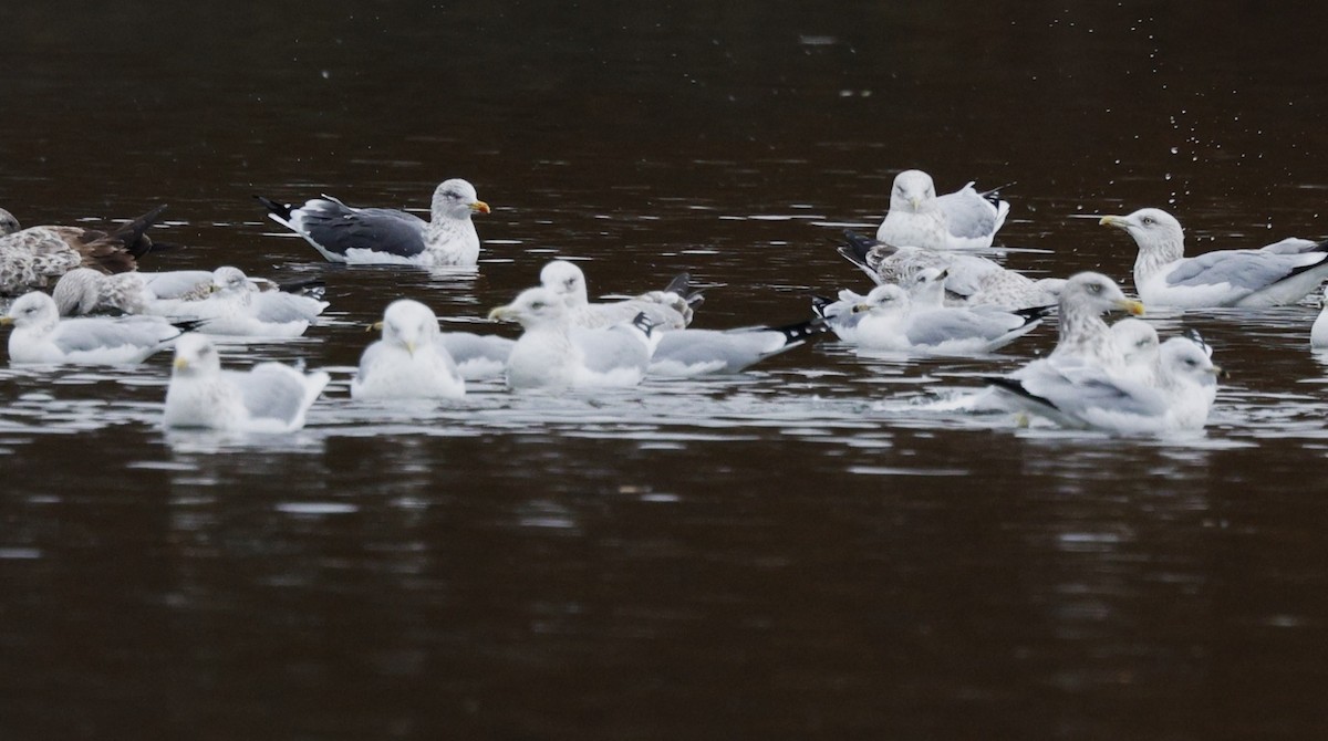 Zafferano - ML645241255