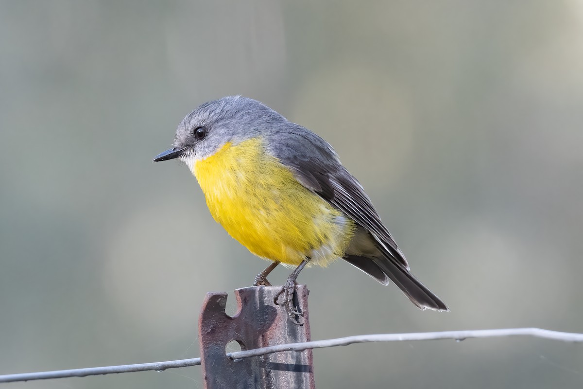 Doğulu Sarı Bülbül - ML645241271