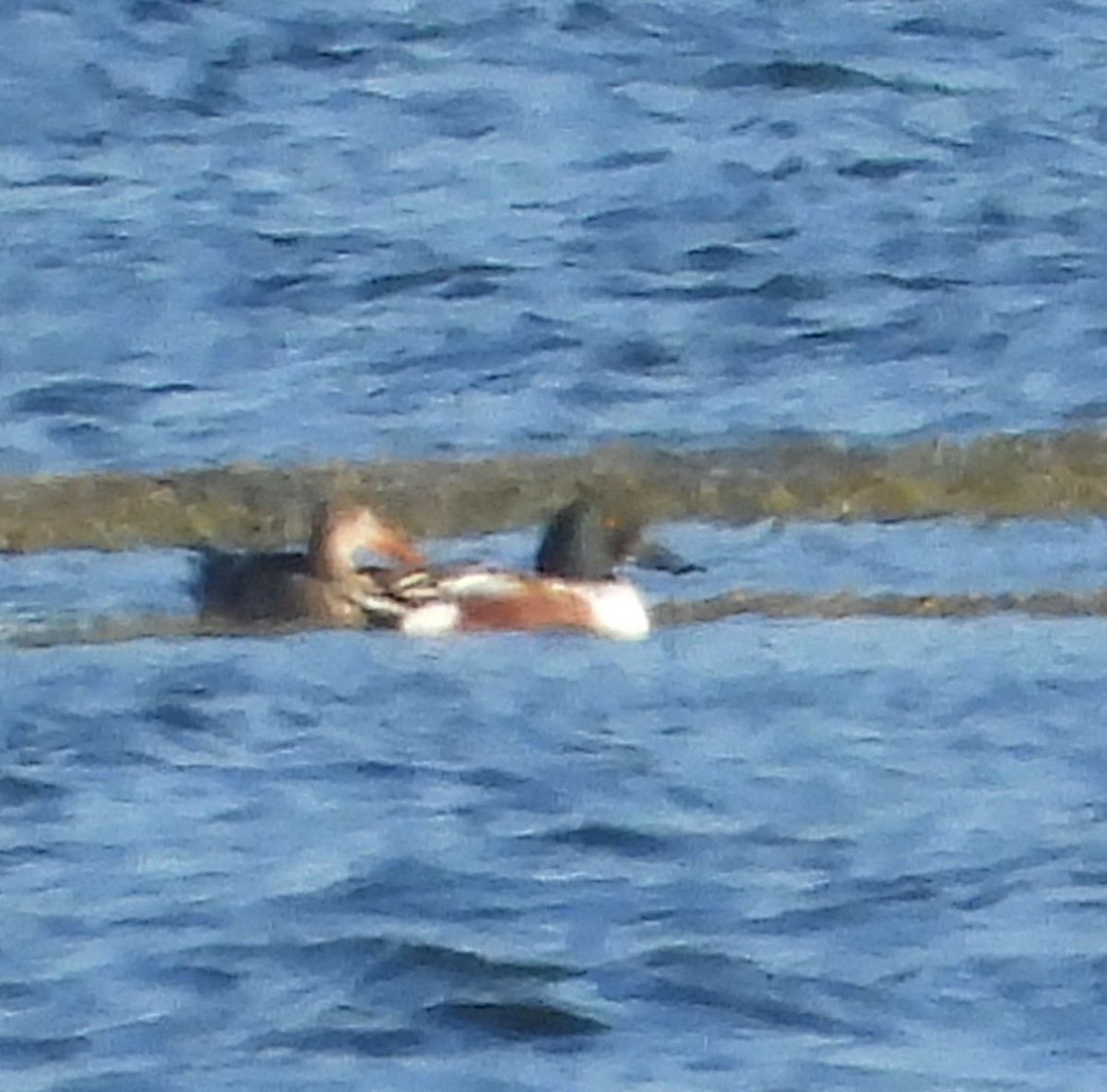 skjeand - ML645241274