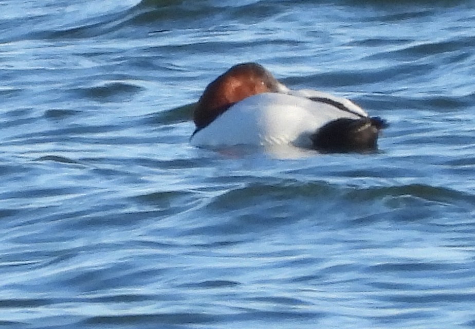 Büyük Elmabaş - ML645241281