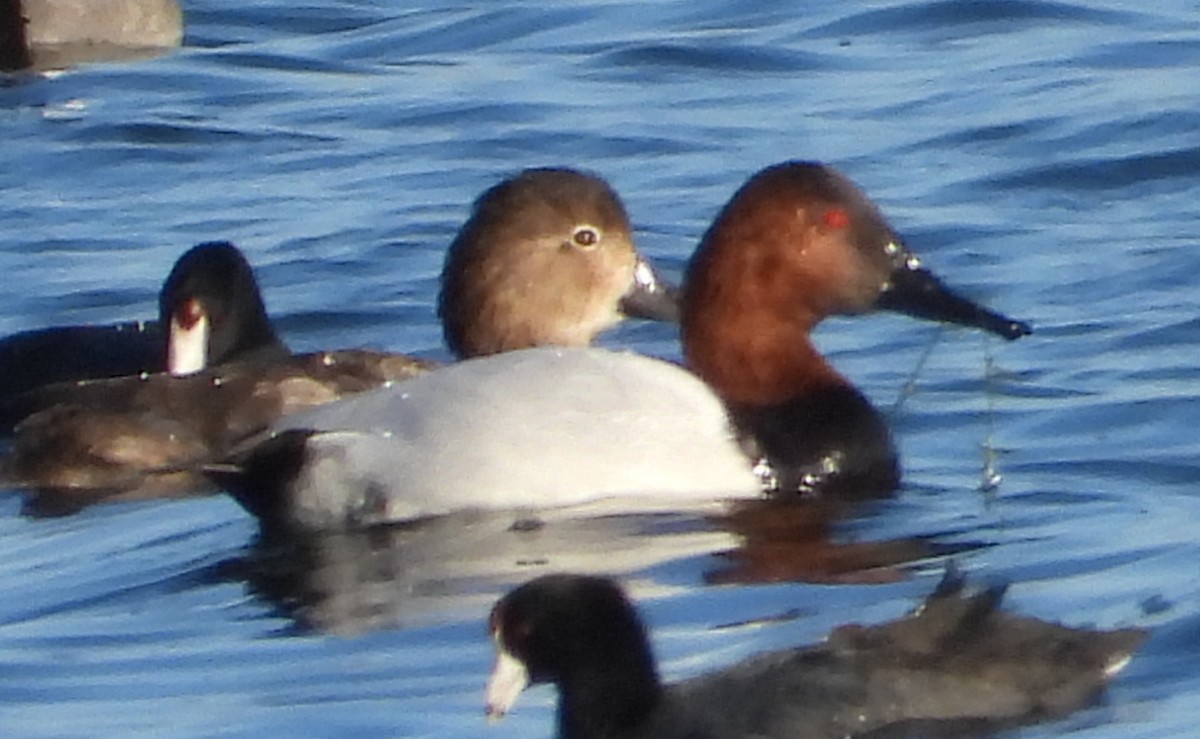 Büyük Elmabaş - ML645241282