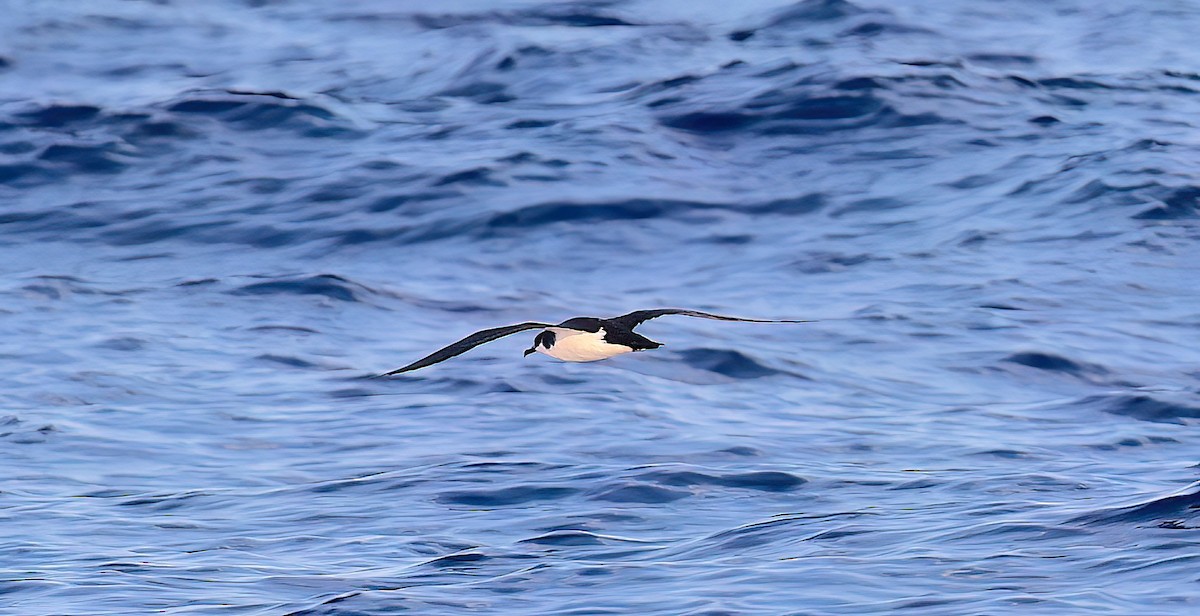 Newell's Shearwater - ML645241287