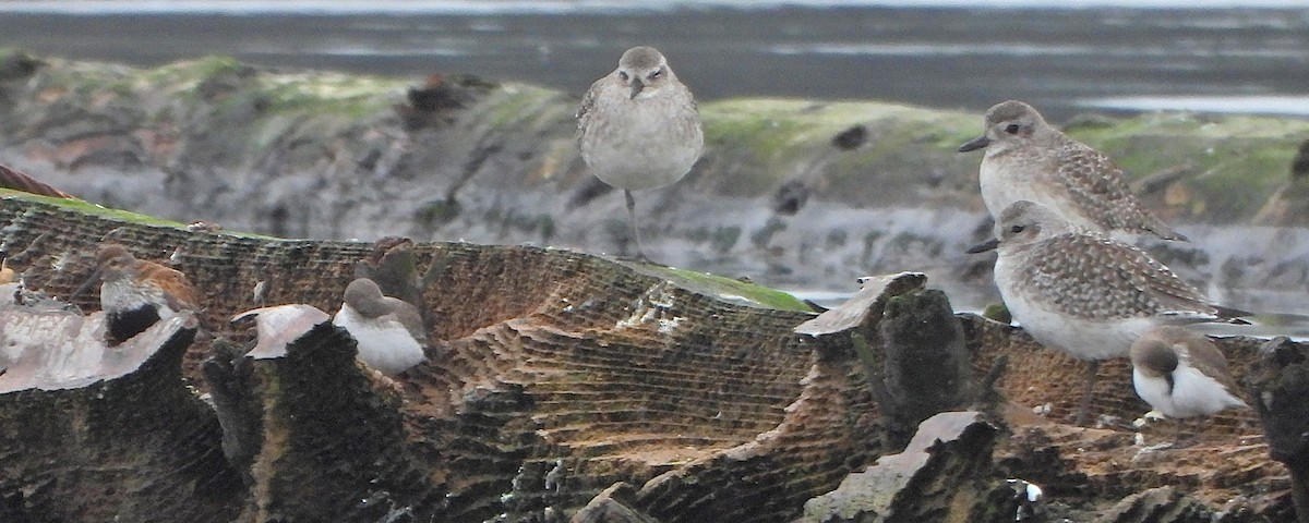 Хар элсэг - ML645241288