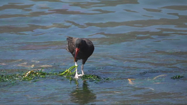 Blackish Oystercatcher - ML645241294