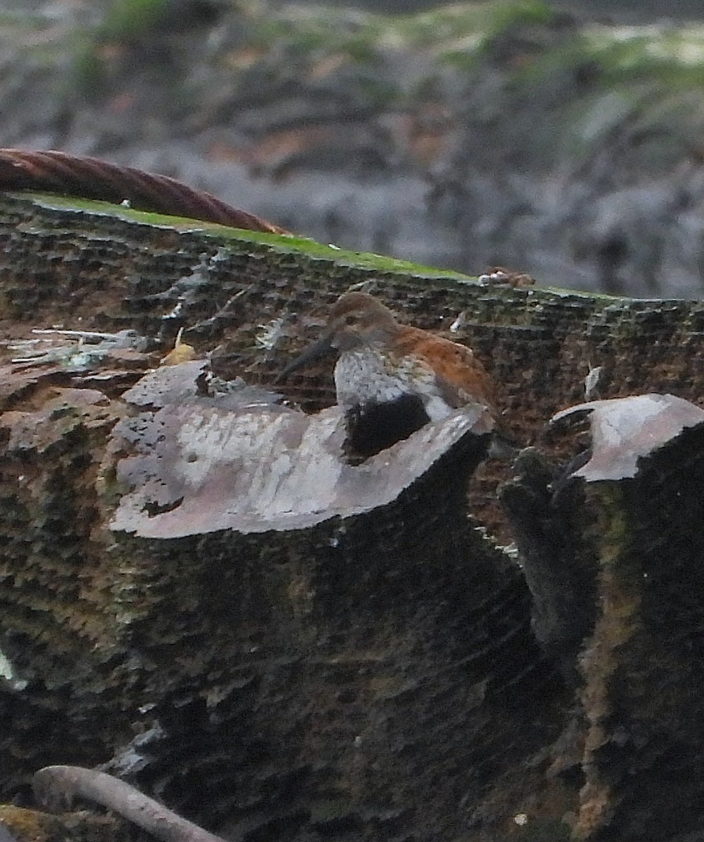 Хар элсэг - ML645241295