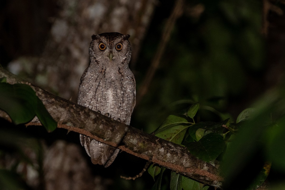 Pacific Screech-Owl - ML645241338