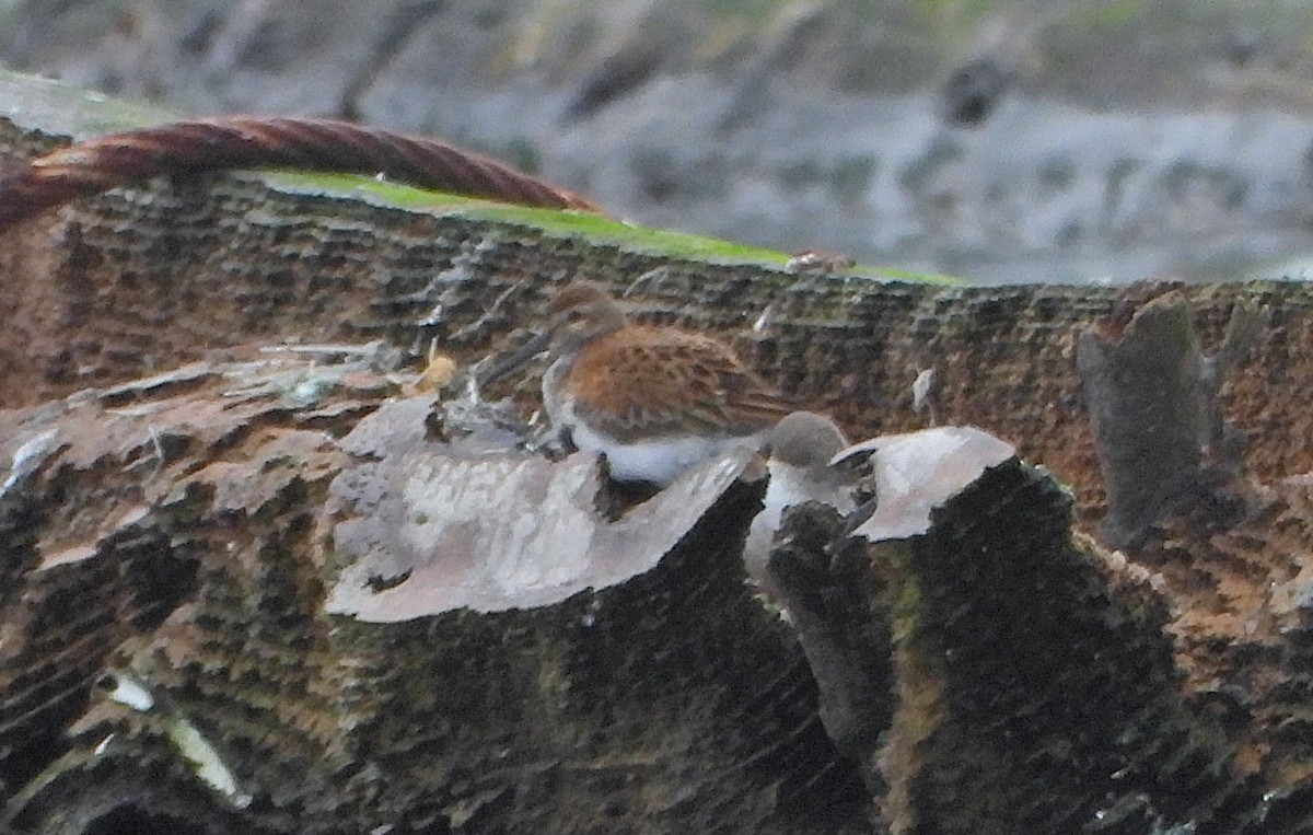 Хар элсэг - ML645241345