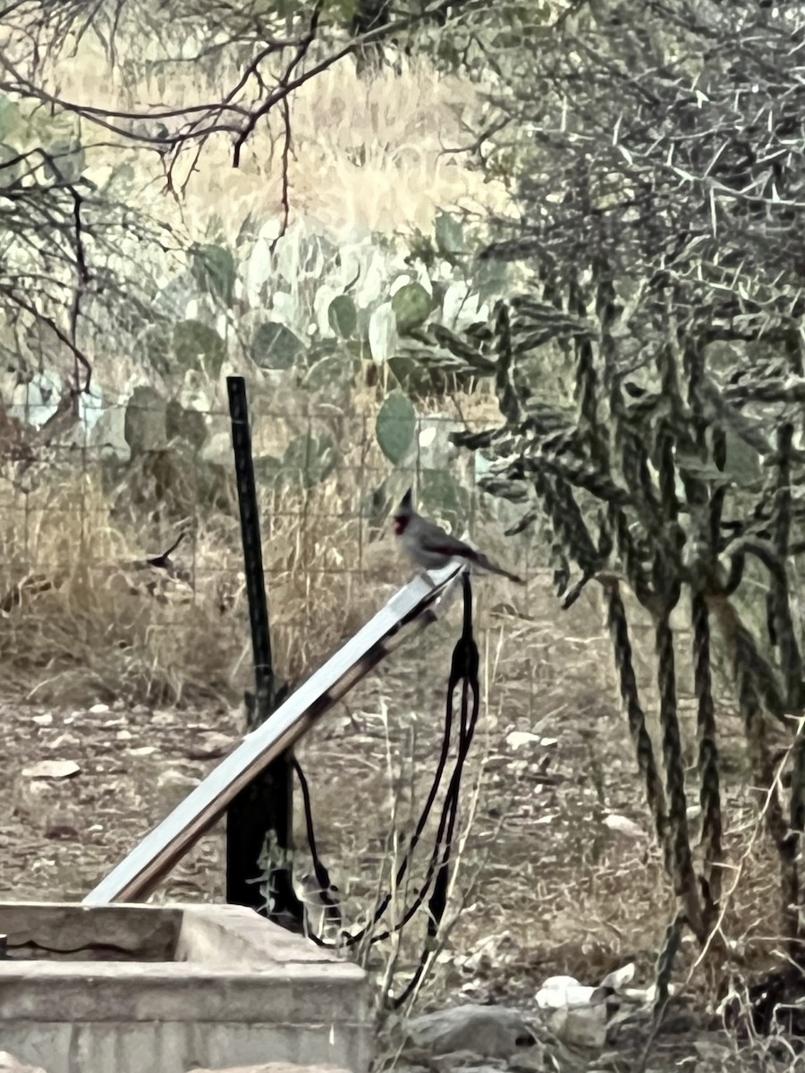 Pyrrhuloxia - ML645241353