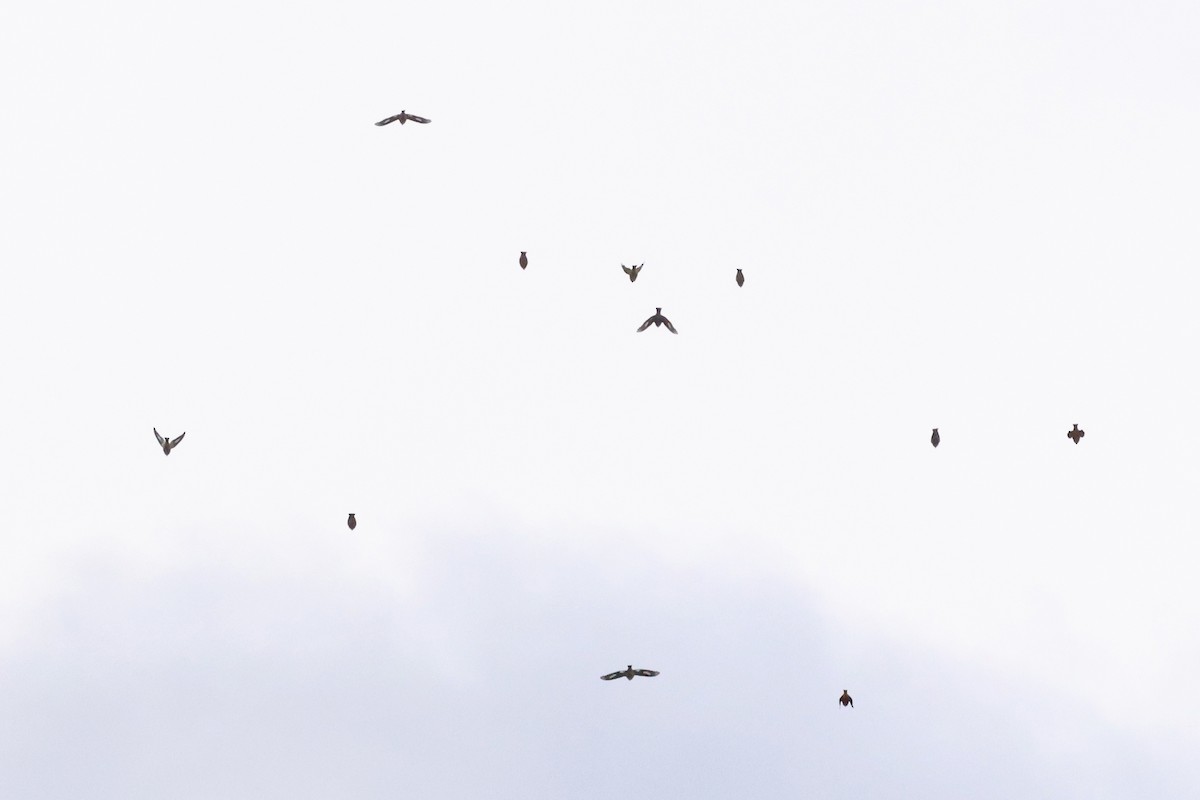 Evening Grosbeak (Eastern or type 3) - ML645241354