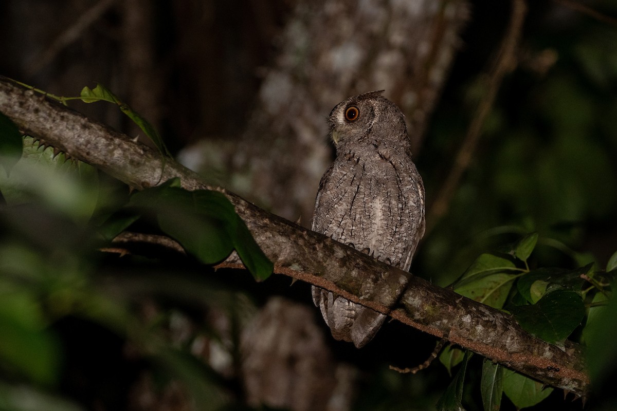 Pacific Screech-Owl - ML645241356