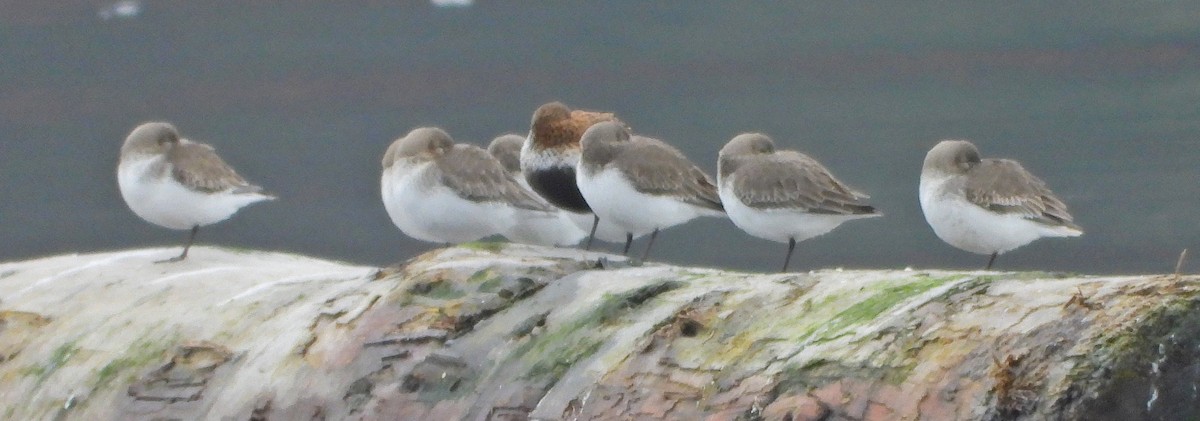 Хар элсэг - ML645241357