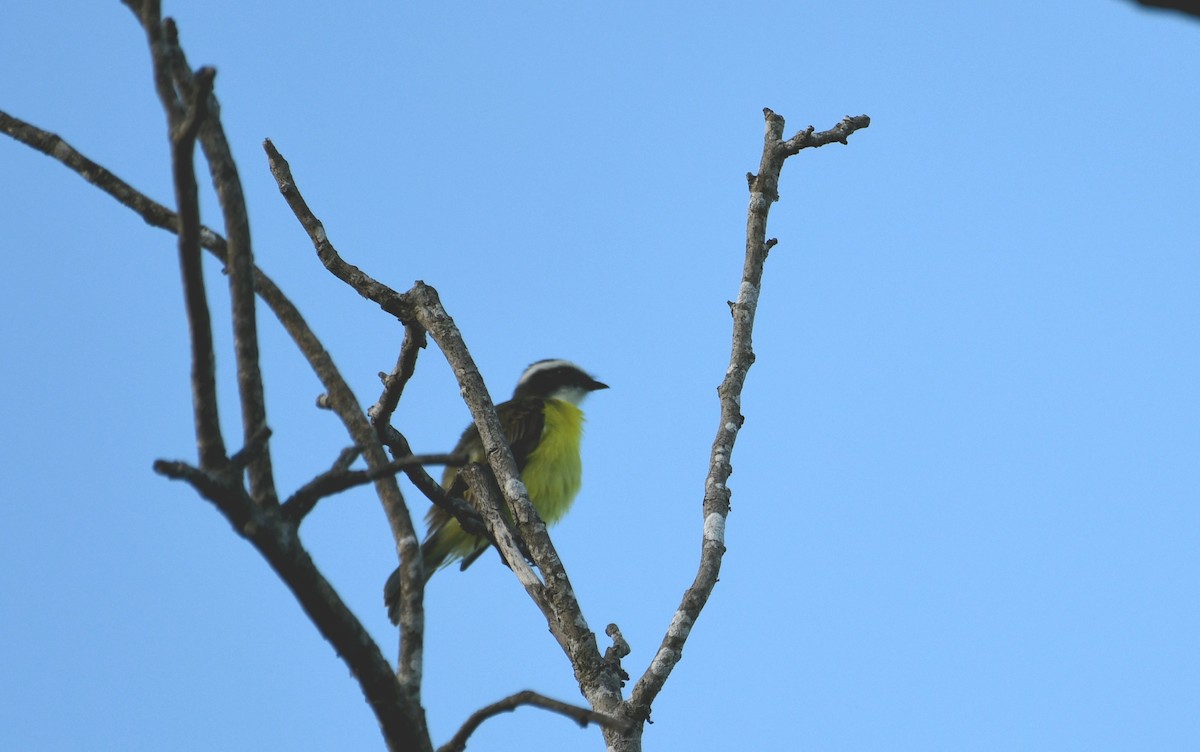 Sosyal Tiran - ML645241361