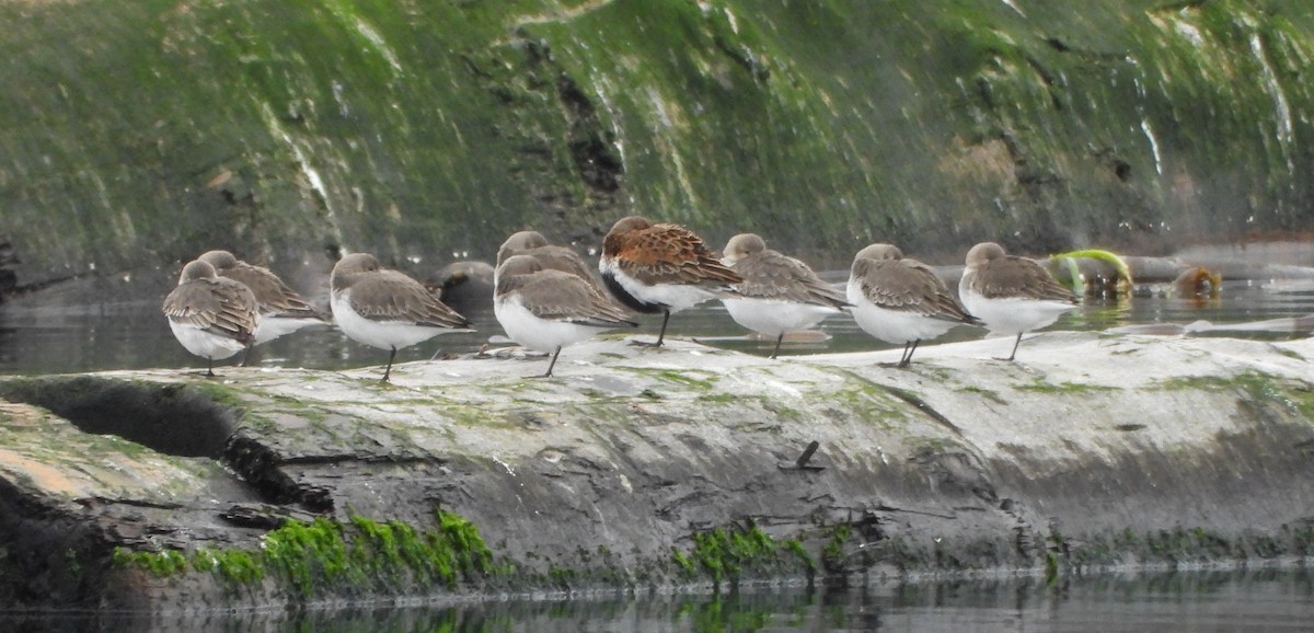 Хар элсэг - ML645241395