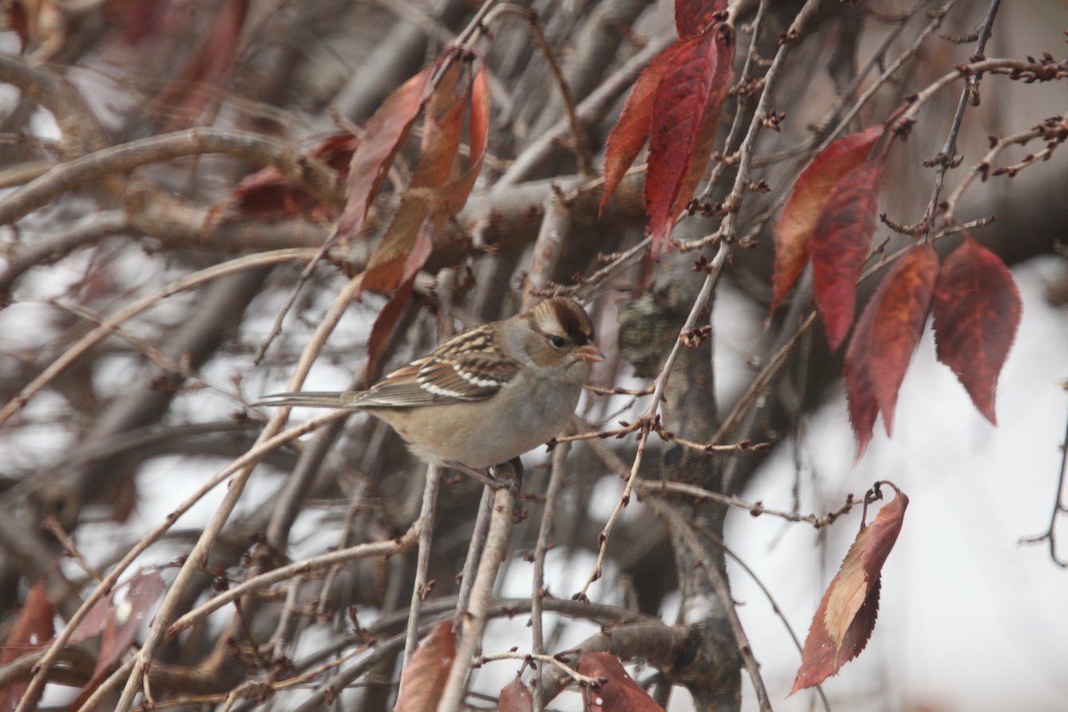 Porsuk Serçesi - ML645241398