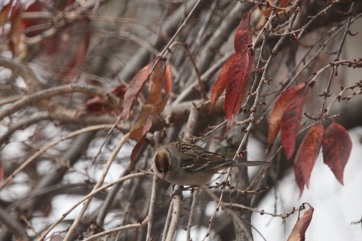 Porsuk Serçesi - ML645241399